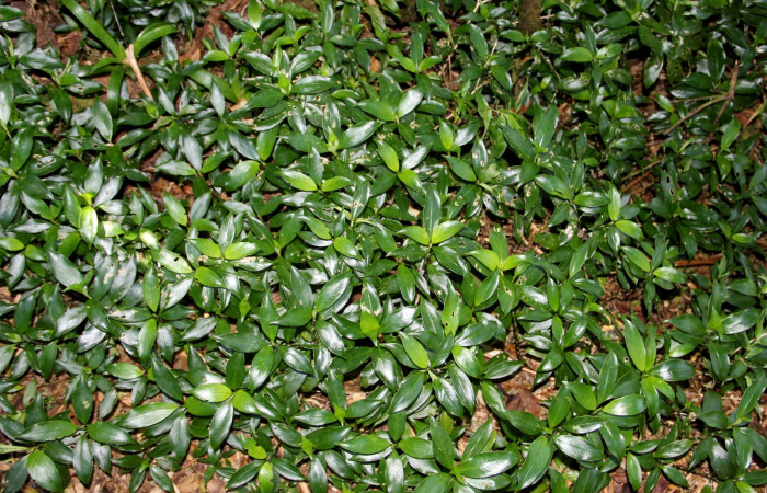 Fig. 22. Planta que come <i>Xylophanes rhodina</i>, Familia,Rubiaceae, <i>Psychotria aubletiana</i>, posición haz. Area de Conservación Guanacaste, Sector Cacao, Sendero Cima, elevación 1220 m.s.n.m. (Foto Harry.Ramirez Abril. 2020)