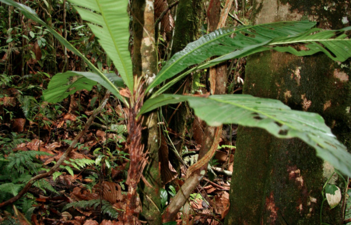 Figura 9. Planta hospedera de <i>Adelpha aiellae</i> (Nymphalidae), esta se llama <i>Cespedecia spathulata</i> (Ochnaceae), localidad Leonel Estación Quica Sector Pitilla ACG (510m).