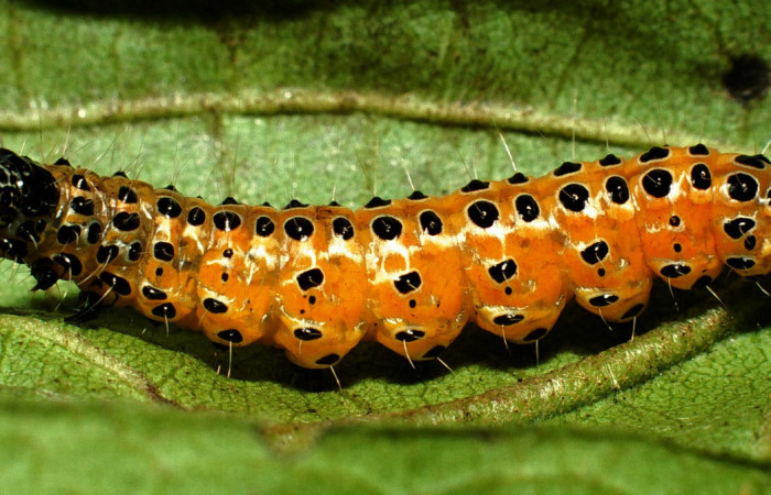 Fig.9 Vista dorsal de prepupa, <i>Conchylodes nolckenialis</i> (Crambidae), se colectó 10 Octubre 2001, Sector Rincon Rain Forest, Camio Río Francia, 410mts. (01-SRNP-4946-DHJ63318.jpg.).