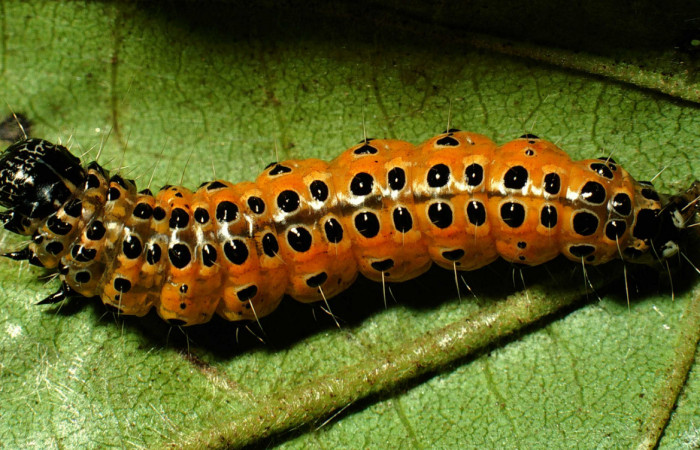 Fig.8 Vista dorsal de prepupa <i>Conchylodes nolckenialis</i> (Crambidae), se colectó 10 Octubre 2001, Sector Rincon Rain Forest, Camio Río Francia, 410mts. (01-SRNP-4946-DHJ63319.jpg.).