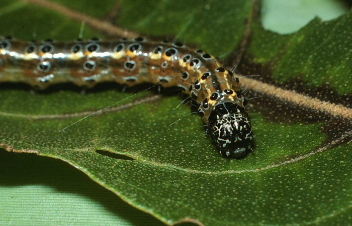 Fig.7 Vista Frontal, <i>Conchylodes nolckenialis</i> (Crambidae), se colectó 30 Noviembre 2003, Sector Del Oro, Quebrada Trigral, 290mts. (03-SRNP-38091-DHJ80459.jpg).