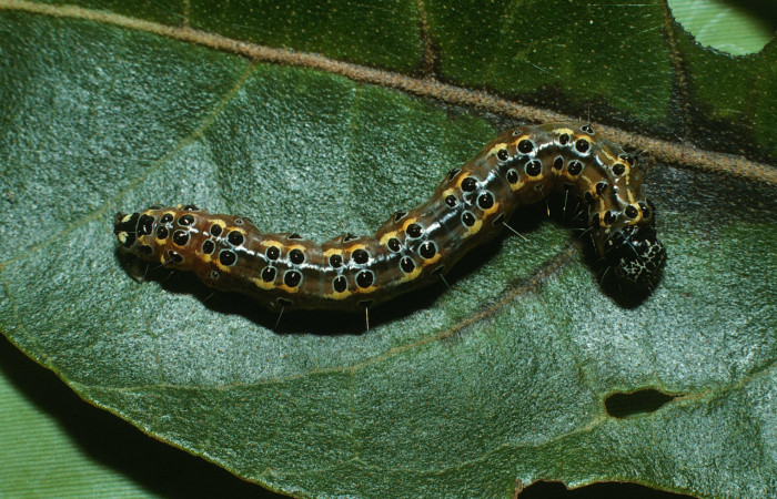 Fig.5 Vista dorsal, <i>Conchylodes nolckenialis</i> (Crambidae), se colectó 30 Noviembre 2003, Sector Del Oro, Quebrada Trigral, 290mts. (03-SRNP-38091-DHJ80466.jpg.).