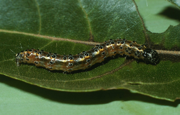 Fig.6 Vista Lateral, <i>Conchylodes nolckenialis</i> (Crambidae), se colectó 30 Noviembre 2003, Sector Del Oro, Quebrada Trigral, 290mts. (03-SRNP-38091-DHJ80467.jpg).