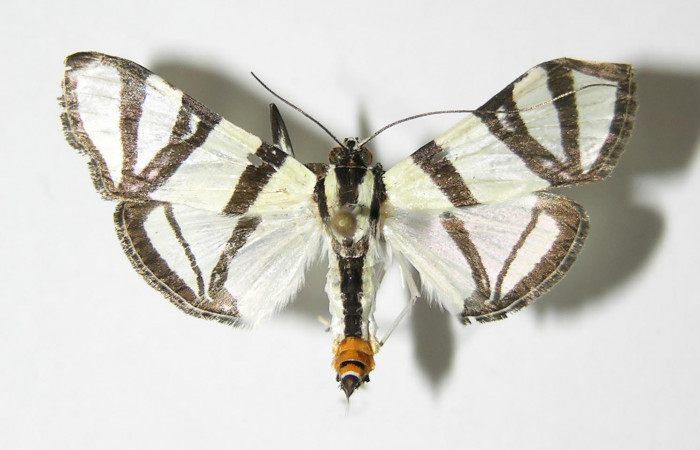 Fig.1 Vista dorsal, macho <i>Conchylodes nolckenialis</i> (Crambidae), eclosionó 12 Septiembre 2004, Sector San Cristobal, Puente Palma, 460mts. (04-SRNP-4129-DHJ333124.jpg).