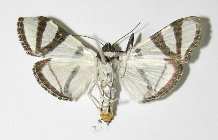 Fig.2 Vista Ventral, macho <i>Conchylodes nolckenialis</i> (Crambidae), eclosionó 12 Septiembre 2004, Sector San Cristobal, Puente Palma, 460mts. (04-SRNP-4129-DHJ333125.jpg).
