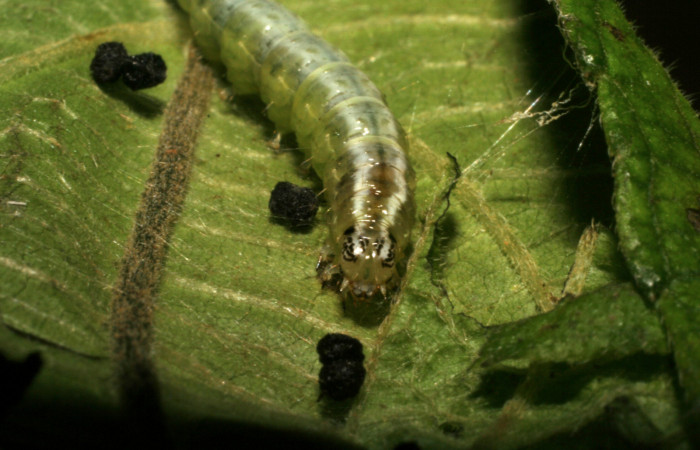 Fig.12 Vista frontal, <i>Conchylodes grammaphora</i> (Crambidae), se colectó 17 Agosto 2005, Sector Rincon Rain Forest, Sendero Junta, 400mts. (05-SRNP-42235-DHJ407554.jpg.).