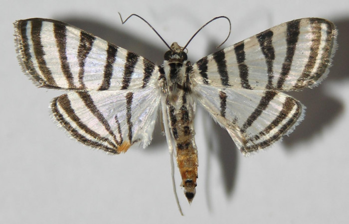 Fig.3 Vista dorsal, macho <i>Conchylodes grammaphora</i> (Crambidae), eclosionó 07 Marzo 2013, Sector San Cristobal, Sendero Huerta, 527mts. (13-SRNP-746-DHJ572214.jpg).