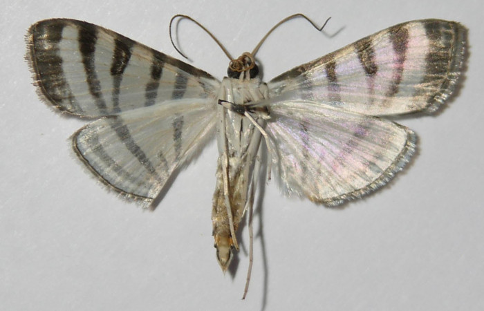 Fig.4 Vista Ventral, macho <i>Conchylodes grammaphora</i> (Crambidae), eclosionó 07 Marzo 2013, Sector San Cristobal, Sendero Huerta, 527mts. (13-SRNP-746-DHJ572215.jpg).