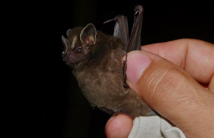 Capturado en Sector Santa María y Sector Pailas, Volcán Rincón de la Vieja  Foto: Eduardo Artavia  2018