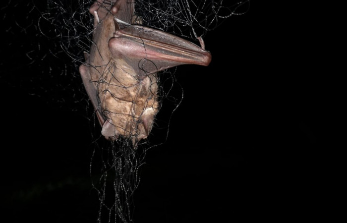 O artibeo jamaiquino  Liberia, Guanacaste  Foto: Eduardo Artavia  2019