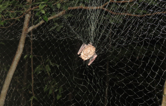 Método de captura del proyecto  Red de 12 m de largo por 2.5m de alto  Foto: Eduardo Artavia  2019