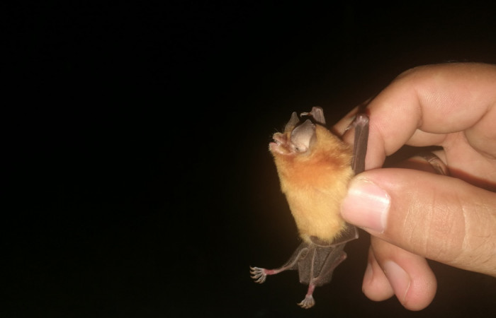 O murciélago orejas de embudo  Conteo de Pailas el 30 de noviembre 2019  Foto: Eduardo Artavia