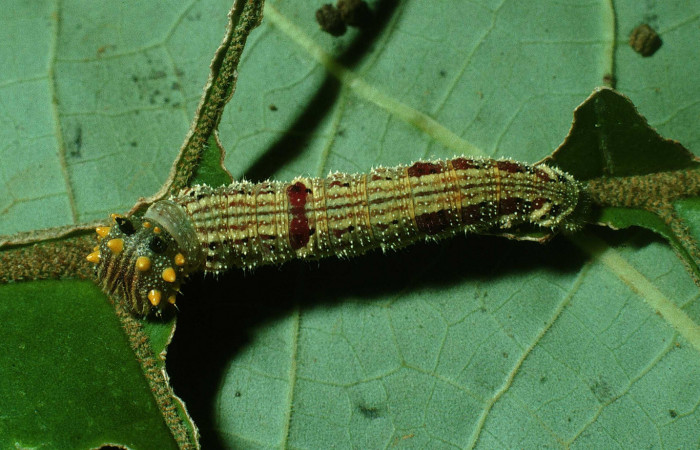 Figura 8. Larva <i>Fountainea v</i> (Nymphalidae). Vista dorsal, penúltimo estadío, 30 mm de longitud. Foto: 18 Octubre 2003. Voucher: 03-SRNP-31100-DHJ81130.jpg.