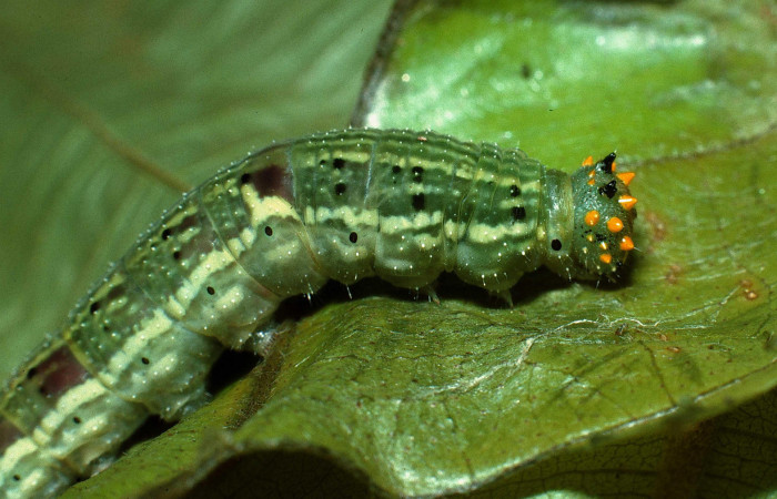 Figura 12. Larva <i>Fountainea confusa</i> (Nymphalidae). Cabeza lateral, último estadío. 32 mm de longitud. Foto: 10 Octubre 2003. Voucher: 03-SRNP-8985-DHJ77950.jpg.