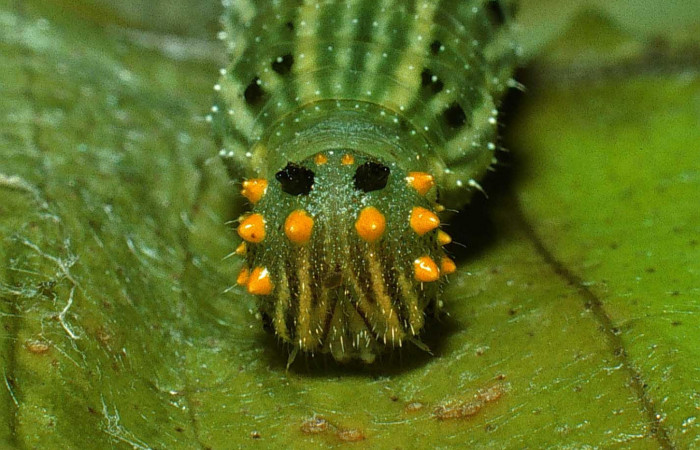 Figura 13. Larva <i>Fountainea confusa</i> (Nymphalidae). Cabeza de frente, último estadío, 32 mm de longitud. Foto: 10 Octubre 2003. Voucher: 03-SRNP-8985-DHJ77951.jpg.  