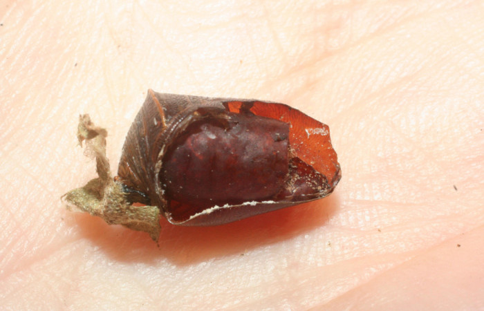 Figura 19. Pupa de <i>Fountainea confusa</i> (Nymphalidae), adentro pupario eclosionado de parásito <i>Eujuriniodes</i> assimilisDHJ01, familia Tachinidae. Foto: 6 Agosto 2009. Voucher: 08-SRNP-31902-DHJ462391.jpg.