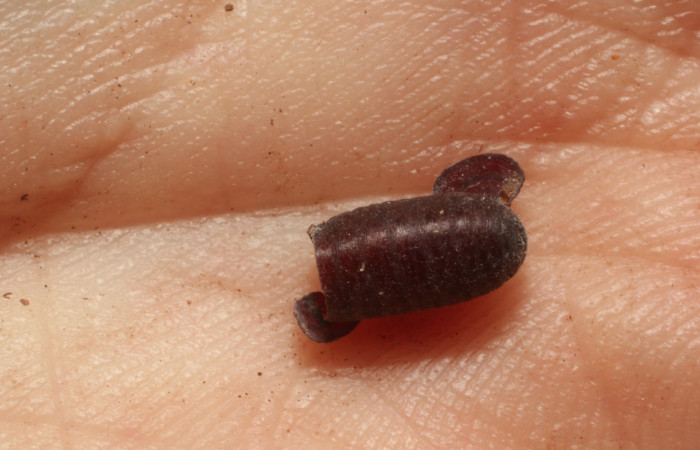 Figura 20. Mostrando pupario de parásito de la familia Tachinidae, especie del parásito <i>Winthemia</i> Wood06. Foto: 18 Junio 2015. Voucher: 11-SRNP-65635-DHJ804459.jpg.