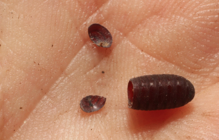 Figura 21. Mostrando pupario de parásito de la familia Tachinidae, especie del parásito <i>Winthemia</i> Wood06. Foto: 18 Junio 2015. Voucher: 11-SRNP-65635-DHJ804460.jpg.