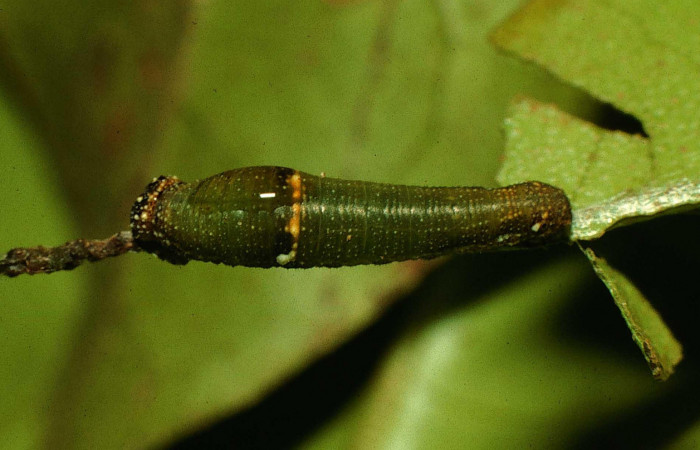 Figura 5. Larva <i>Fountainea confusa</i> (Nymphalidae). Vista dorsal, estadío intermedio, 12 mm de longitud. Foto: 23 agosto 1997. Voucher: 97-SRNP-6578-DHJ43614.jpg.