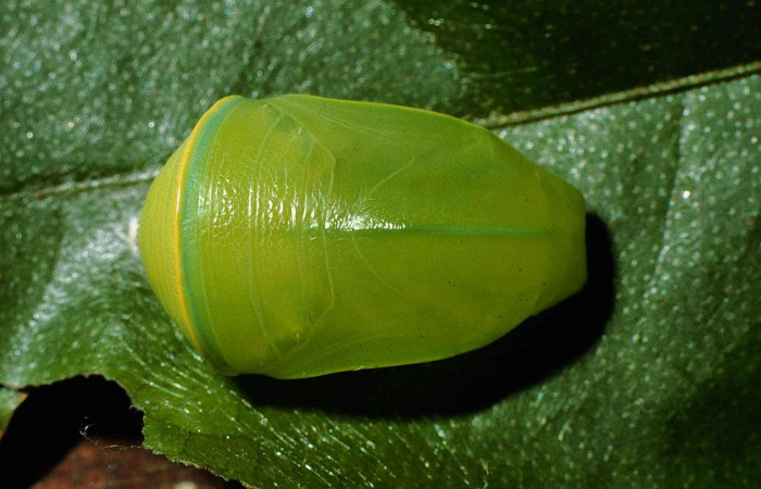 Figura 14. Pupa <i>Fountainea confusa</i> (Nymphalidae). Vista dorsal. 14 mm de longitud. Foto: 12 Junio 1998. Voucher: 98-SRNP-6707-DHJ46035.jpg.  