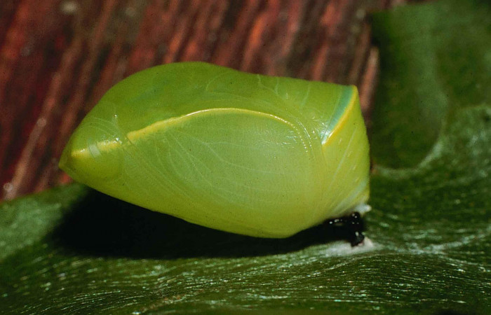 Figura 15. Pupa <i>Fountainea confusa</i> (Nymphalidae). Vista lateral. 14 mm de longitud. Foto: 12 Junio 1998. Voucher: 98-SRNP-6707-DHJ46041.jpg.  