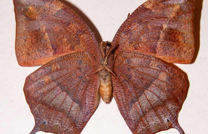 Figura 4. Adulto <i>Fountainea confusa</i> (Nymphalidae). Vista ventral, envergadura alar hembra 54 mm de longitud. Voucher: 98-SRNP-7545-DHJ33761.