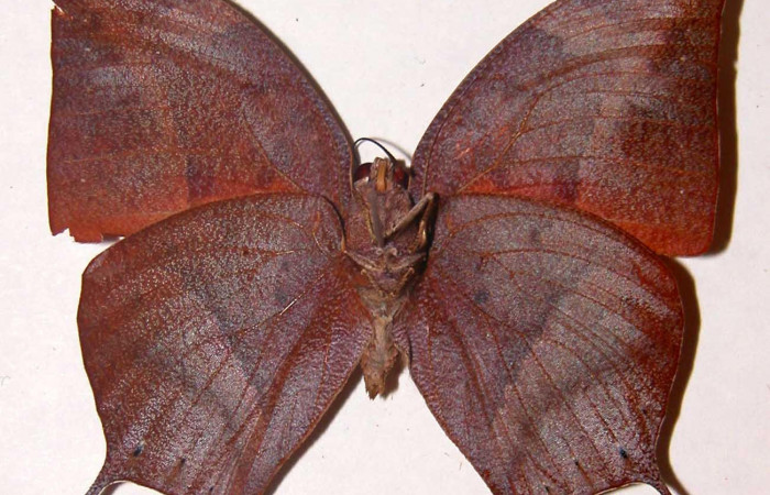 Figura 2. Adulto <i>Fountainea confusa</i> (Nymphalidae). Vista ventral, envergadura alar macho 53 mm de longitud. Voucher: 98-SRNP-7914-DHJ33763.