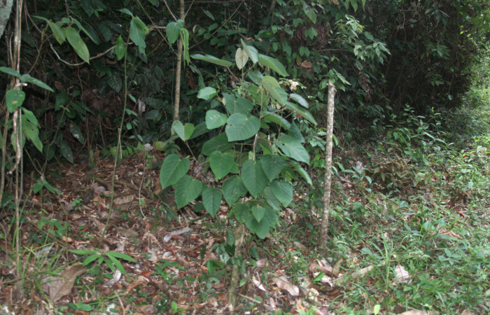 Figura 23. Planta hospedera <i>Croton billbergianus</i> (Euphorbiaceae) de <i>Fountainea confusa</i> (Nymphalidae), planta de 1 metro de altura. Foto: Freddy Quesada, 23 Abril 20202.  