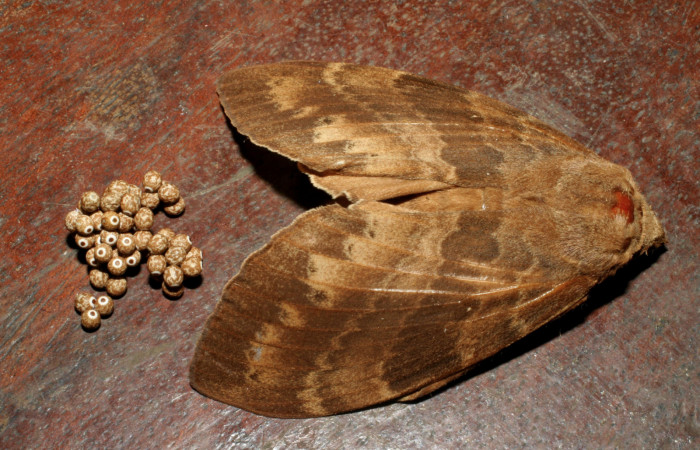 Fig.13. Hembra de <i>Prorifrons tremula</i>, con huevos recien puestos. Voucher : 07-SRNP-32636-DHJ426883.jpg.