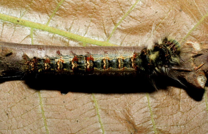 Fig.15. Larva de <i>Prorifrons tremula</i>, en tercer estadio. Voucher : 07-SRNP-33427-DHJ430598.jpg. 10/3/2007 foto