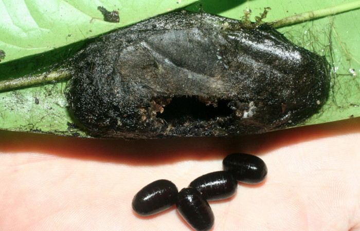 Fig.17.Capullo de <i>Prorifrons antonia</i>, con cuatro puparios del parásito <i>Leschenaultia</i> Janzen09 (Tachinidae). Voucher : 09-SRNP-32391-DHJ463917.jpg.