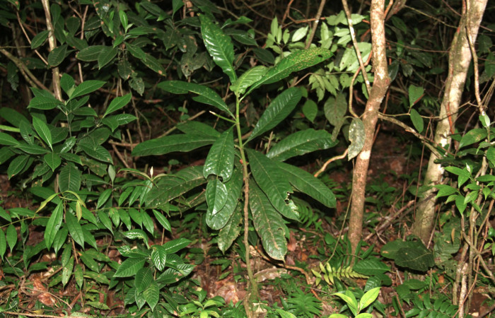 Fig 19. Planta de <i>Vochysia guatemalesis</i>, planta hospedera de <i>Prorifrons antonia</i>, de pocos centímetros de crecimiento.