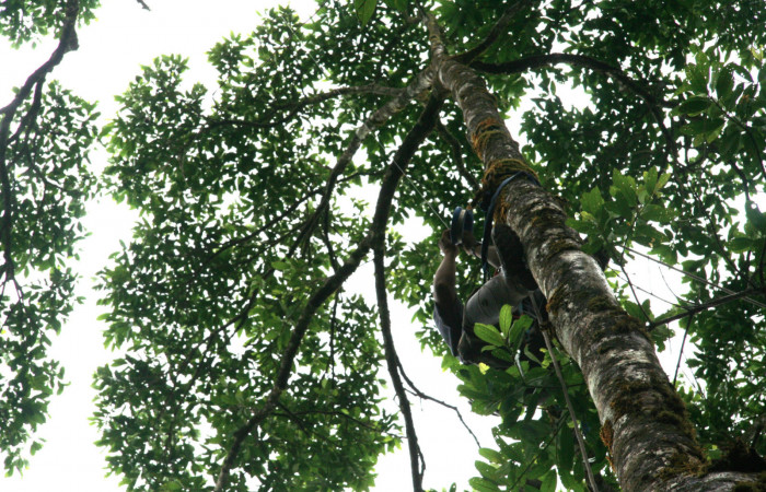 Fig 20. Árbol de <i>Vochysia guatemalesis</i>, planta hospedera de <i>Prorifrons antonia</i>. Voucher: .07-SRNP-32636-DHJ421701.jpg.