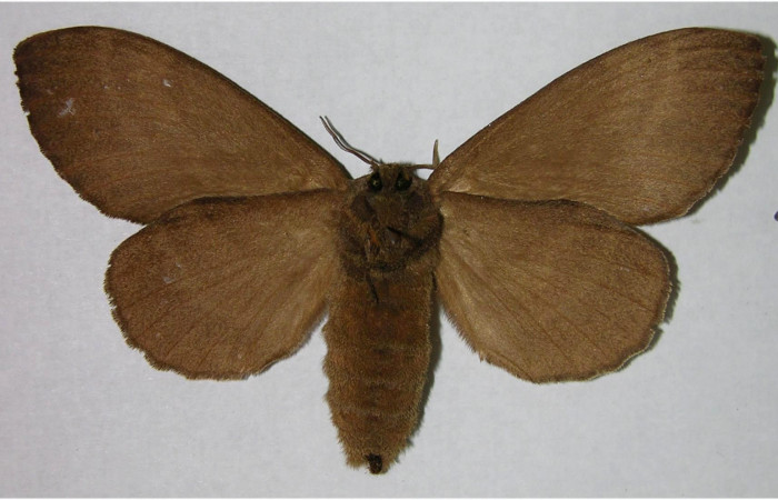 Fig.4. Hembra de<i> Prorifrons tremula</i>. En posición ventral. Voucher : 07-SRNP-32601-DHJ376187.jpg.