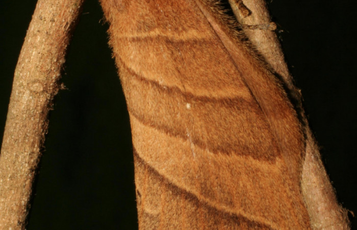 Fig.5. Hembra de <i>Prorifrons antonia</i>. En posición dorsal. Voucher : 05-SRNP-32391-DHJ404642.jpg. 