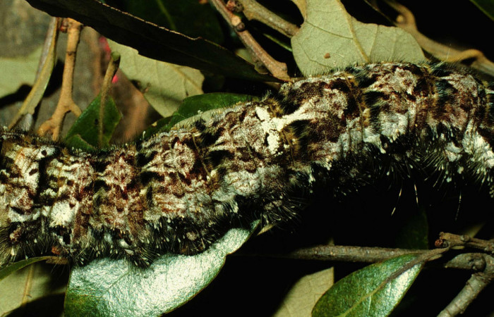 Fig.9. Larva de <i>Prorifrons</i> rufescensDHJ02. En posición dorsal. Voucher : 96-SRNP-372-DHJ27229.jpg.