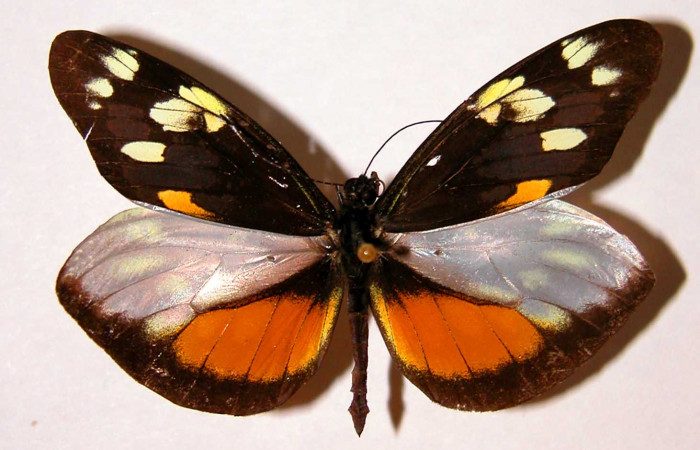 Fig. 1 Vista dorsal del macho <i>Dismorphia desine</i> (Pieridae). 99-SRNP-5593-DHJ34532.