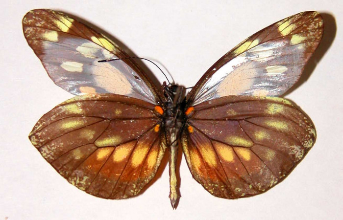 Fig. 2 Vista ventral del macho <i>Dismorphia desine</i> (Pieridae). 99-SRNP-5593-DHJ34533.