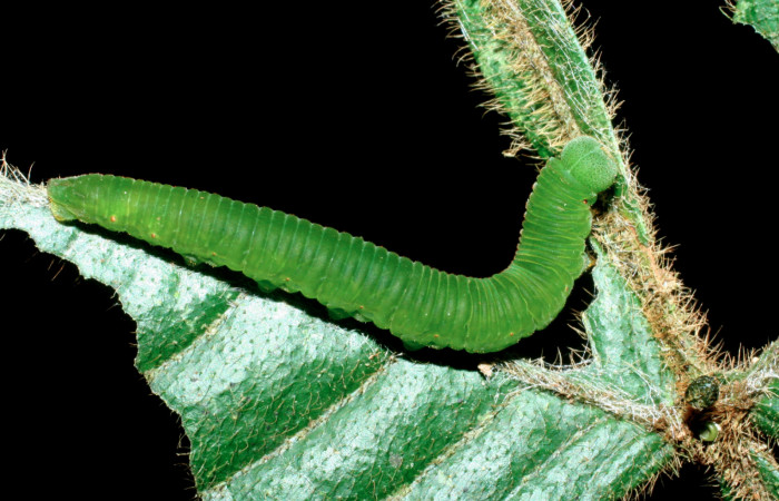 Fig. 5 vista dorso lateral de la oruga de <i>Dismorphia desine</i> (Pieridae). Alimentándose de <i>Inga herrerae</i> (Fabaceae). Sendero Toma de Agua Sector Cacao; 08 de Junio 2009 (09-SRNP-35822-DHJ455661).