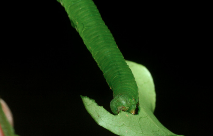 Fig. 6 vista frontal de la oruga de <i>Dismorphia desine</i> (Pieridae). Alimentándose de <i>Inga marginata</i> (Fabaceae). Sendero Toma de Agua Sector Cacao; 08 de Junio 2009 (09-SRNP-35899-DHJ455753).