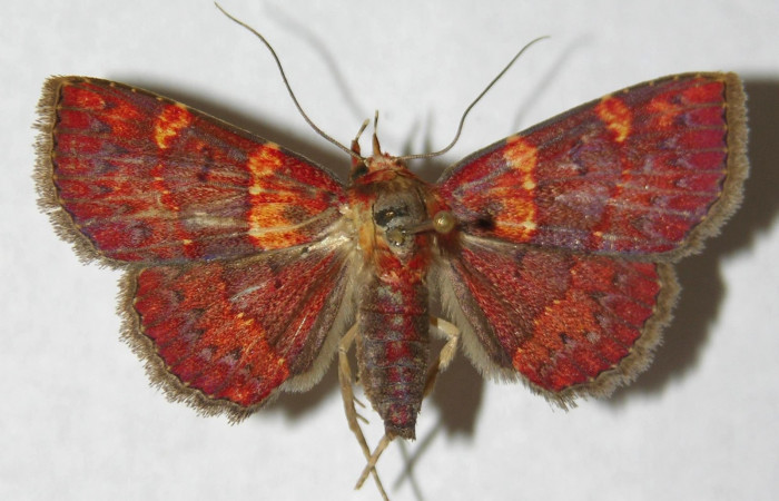 Fig.11 Adulto  <i>Antiblemma phoenicopyra </i>  mostrando la parte dorsal, comparación de especies Voucher:  12-SRNP-70521-DHJ596820.jpg