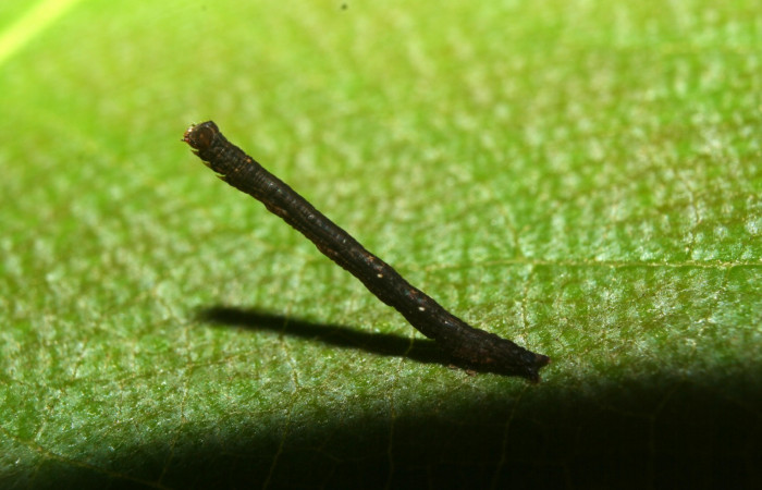 Fig.2  Larva <i>Antiblemma lothos</i>  en segundo estadío mostrando comportamiento.  Voucher: 12-SRNP-71299-DHJ495508.jpg