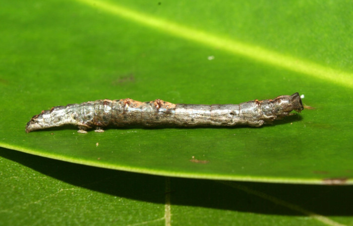 Fig .3  Larva <i>Antiblemma lothos</i>  en penúltimo estadío mostrando características de diferentes en cada estadío. Voucher: 12-SRNP-71299-DHJ495512.jpg