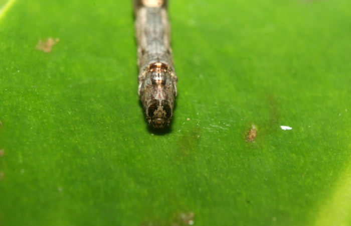 Fig .4  Larva <i>Antiblemma lothos</i>  en último estadio mostrando patrón de colores en la parte frontal. Voucher: 12-SRNP-71299-DHJ495517.jpg