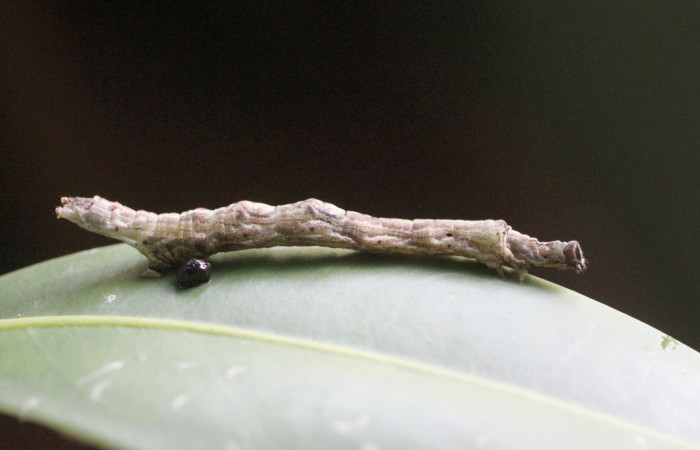 Fig.5 Larva <i>Antiblemma lothos</i> en último estadio mostrando parte lateral;  en último estadio mostrando morfología.  Voucher:  14-SRNP-2676-DHJ487489.jpg