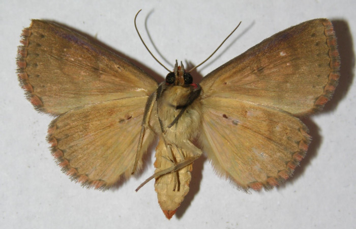 Fig.8  Adulto <i>Antiblemma lothos</i>  mostrando la parte ventral. Hembra.  Voucher: 14-SRNP-2676-DHJ598083.jpg