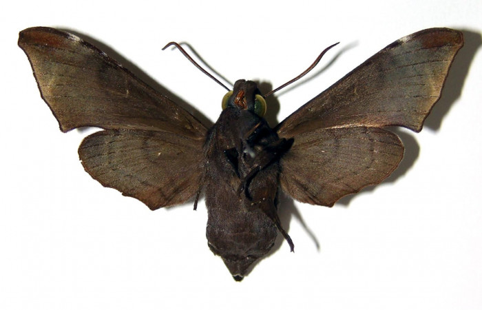 Fig. 02. Adulto de <i>Enyo cavifer</i> (Sphingidae), vista ventral, hembra 53mm de envergadura. Voucher: 03-SRNP-22028-DHJ95063.jpg.