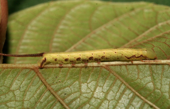 Fig. 05. Larva de <i>Enyo cavifer</i> (Sphingidae), tercer estadío, 20mm de longitud.  Vista lateral. Voucher: 14-SRNP-70529-DHJ722232.jpg.