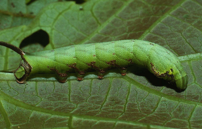 Fig. 06. Larva de <i>Enyo cavifer</i> (Sphingidae), vista lateral, penúltimo estadío, 51mm de longitud. Voucher: 03-SRNP-22076-DHJ77554.jpg.