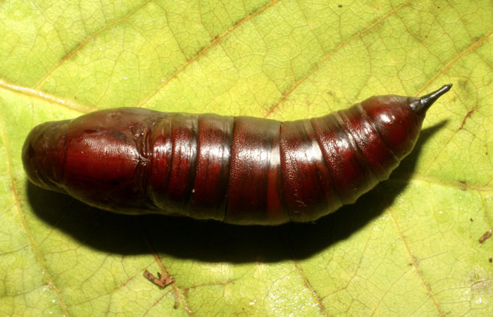 Fig. 09. Pupa de <i>Enyo cavifer</i> (Sphingidae), 45mm de longitud.  Vista dorsal. Voucher: 06-SRNP-42280-DHJ414651.jpg.